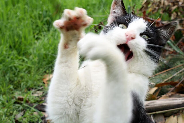 开云体育入口-奥运前哨战，东契奇接管关键战役，爵士爆冷太阳揭示新格局