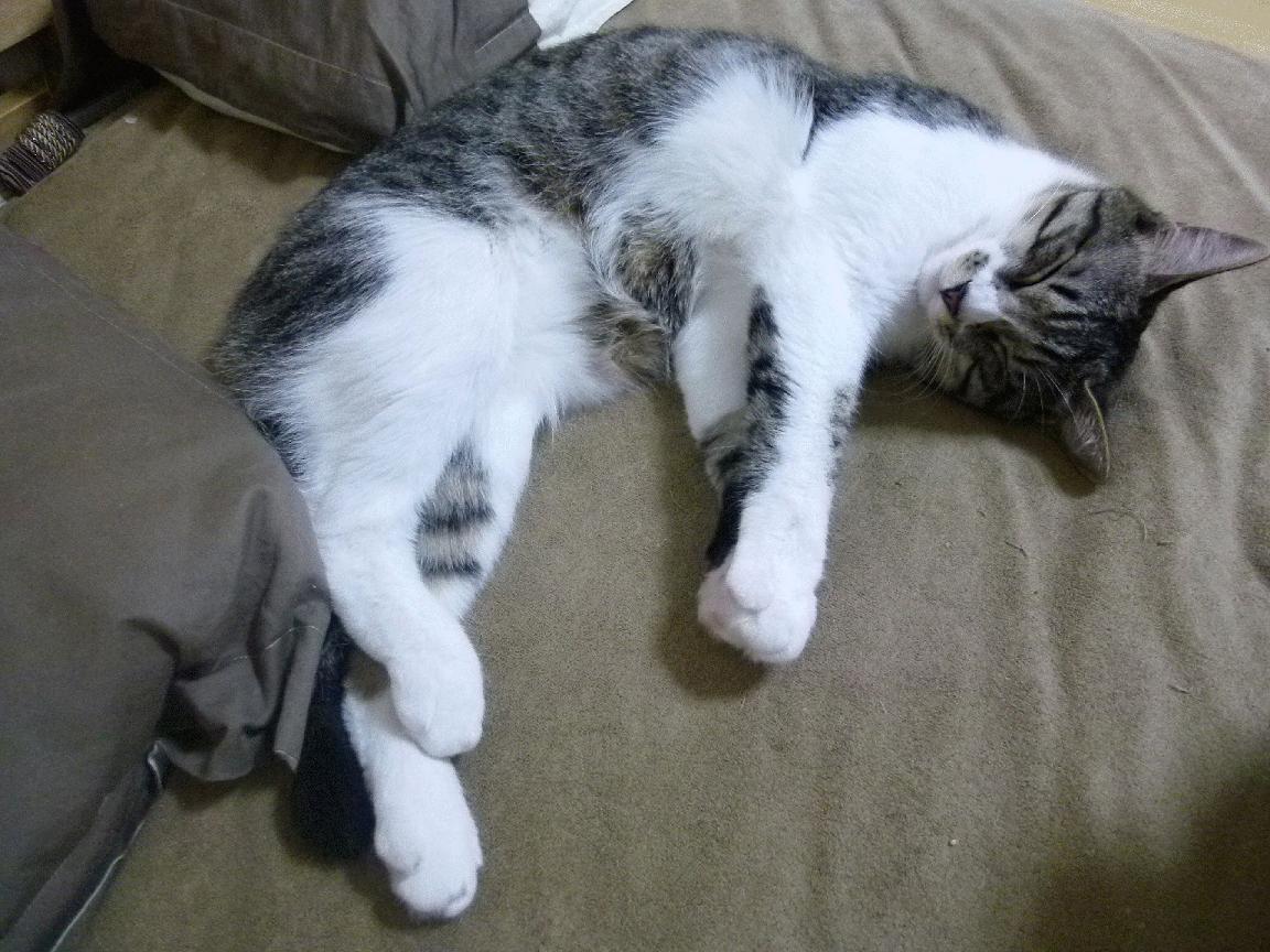 东契奇关键先生本色尽显，马刺力克火箭的战术启示